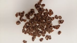 Salač - Lupienky hovädzie s treskou 100g