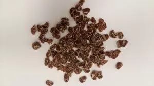 Salač – Lupienky hovädzie s treskou 100g